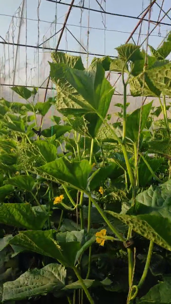 大棚盐渍地莳植黄瓜用禾康土壤调理剂改良