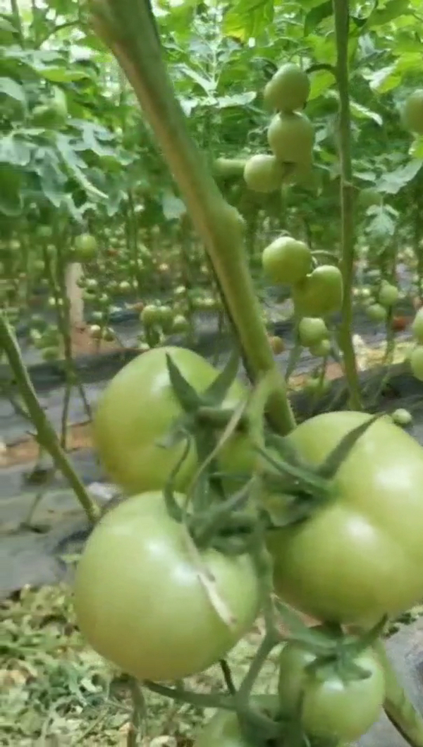 大棚盐渍地莳植西红柿用禾康土壤调理剂改良