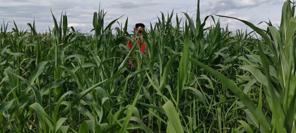 盐碱荒地改良莳植玉米